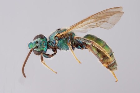 [Caenaugochlora male (lateral/side view) thumbnail]